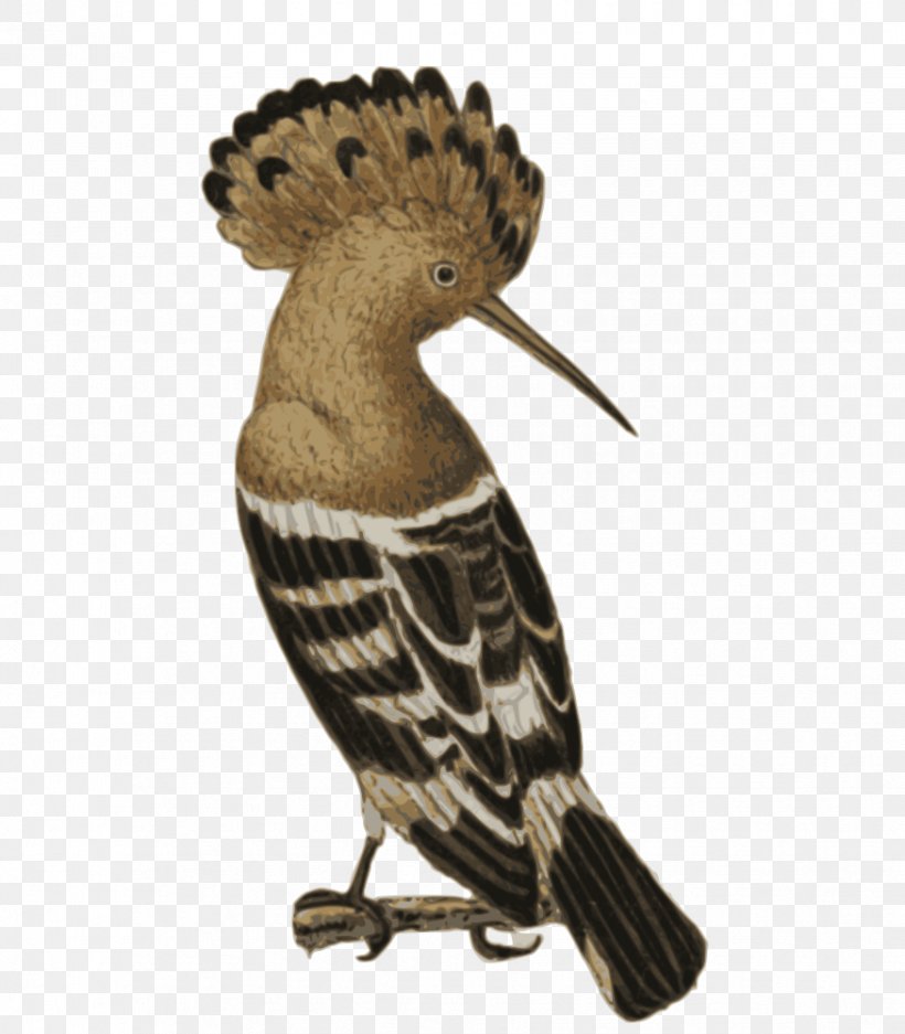 Bird African Hoopoe Beak, PNG, 875x1000px, Bird, African Hoopoe, Afroeurasia, Attar Of Nishapur, Beak Download Free