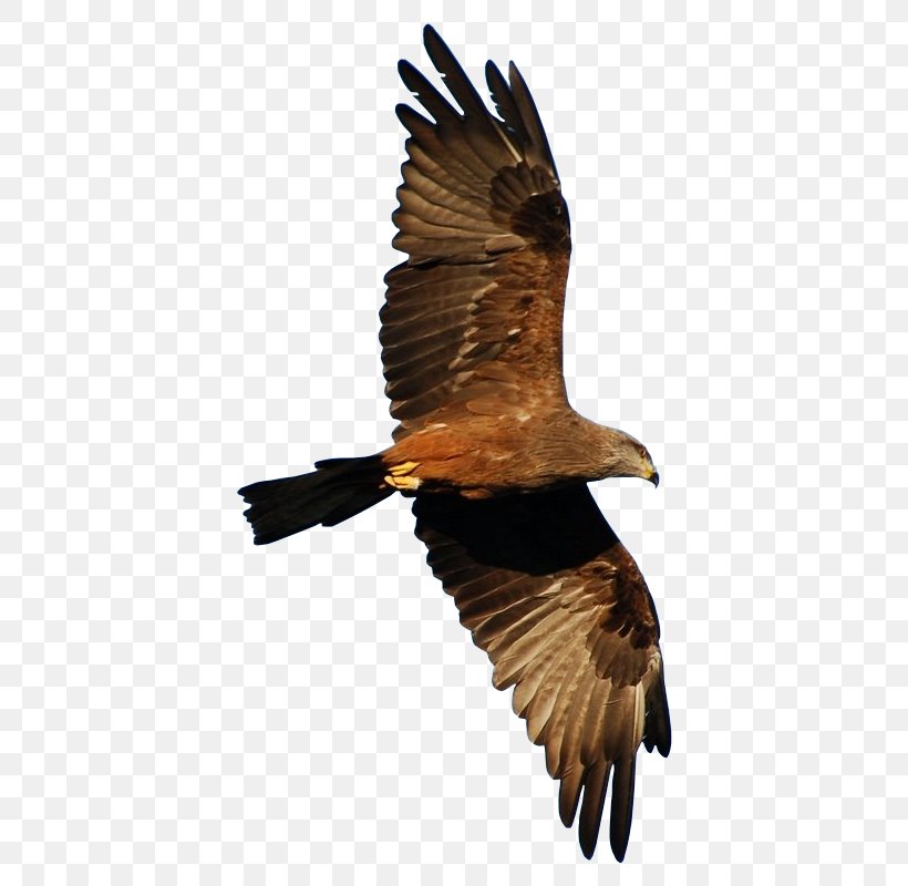 Bird Eagle Bird Of Prey Kite Golden Eagle, PNG, 450x800px, Bird, Accipitridae, Beak, Bird Of Prey, Eagle Download Free