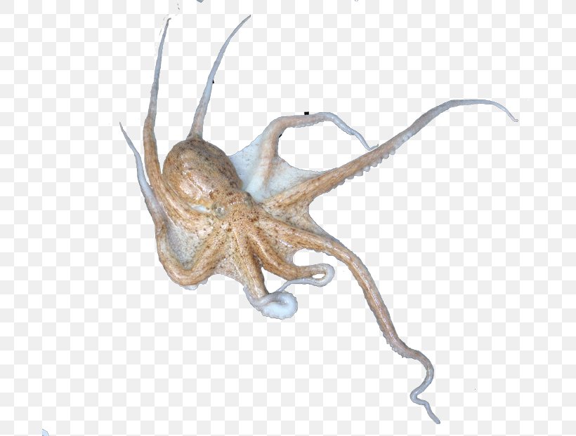Octopus Squid Terrestrial Animal, PNG, 700x622px, Octopus, Animal, Cephalopod, Invertebrate, Marine Invertebrates Download Free