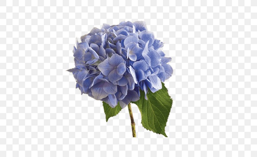 Plant Symbolism Flower Meaning Shrub Hydrangea Arborescens, PNG, 500x500px, Plant Symbolism, Annual Plant, Artificial Flower, Blue, Color Download Free