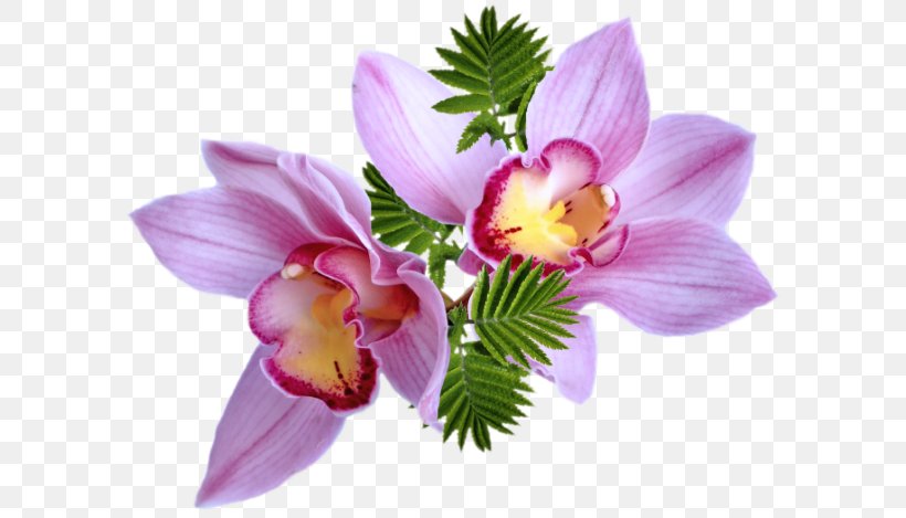 Clip Art Flower Bouquet Adobe Photoshop, PNG, 600x469px, Flower, Alstroemeriaceae, Animation, Cattleya, Computer Animation Download Free