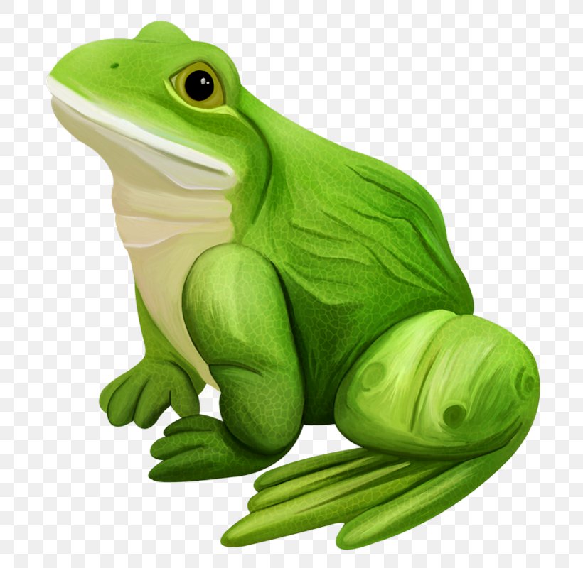 True Frog Edible Frog Lithobates Clamitans, PNG, 732x800px, True Frog, Amphibian, Australian Green Tree Frog, Edible Frog, Frog Download Free