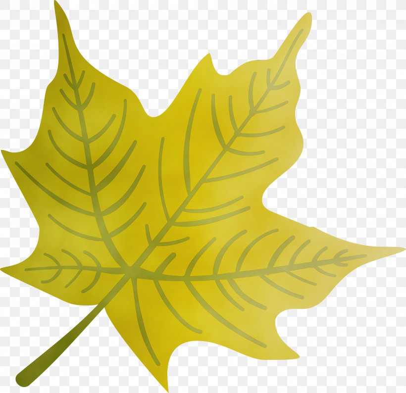Maple Leaf, PNG, 3000x2905px, Autumn Leaf, Biology, Colorful Leaf, Colorful Leaves, Colourful Foliage Download Free