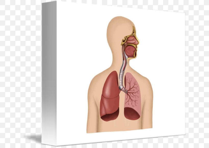 The Human Respiratory System Respiratory Disease Human Body Respiratory Tract, PNG, 650x579px, Watercolor, Cartoon, Flower, Frame, Heart Download Free