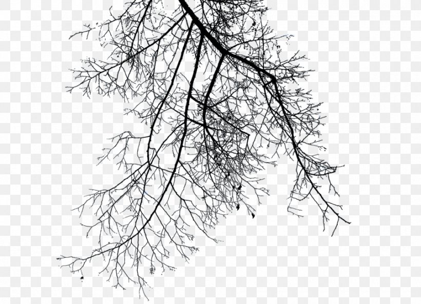 Branch Tree Clip Art, PNG, 900x651px, Branch, Black And White, Leaf, Line Art, Monochrome Download Free