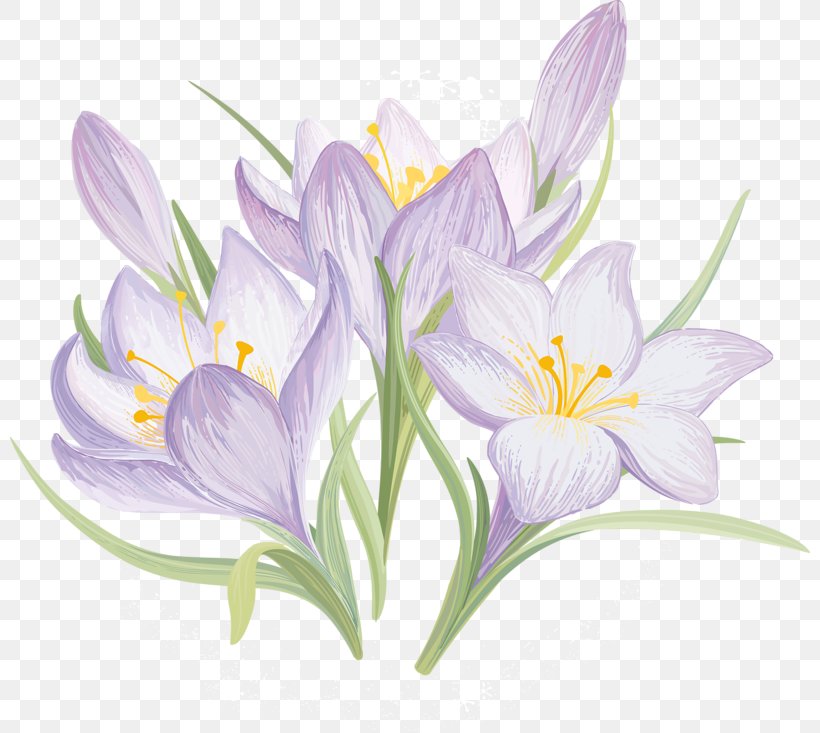 Flower Crocus Vernus Clip Art, PNG, 800x733px, Flower, Autumn Crocus, Crocus, Crocus Vernus, Flowering Plant Download Free
