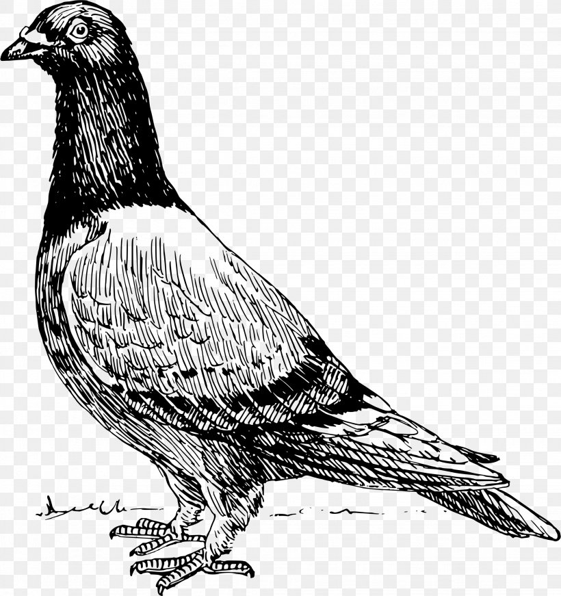 Homing Pigeon T-shirt American Show Racer Release Dove Columbidae, PNG, 2258x2400px, Homing Pigeon, American Show Racer, Beak, Bird, Bird Of Prey Download Free