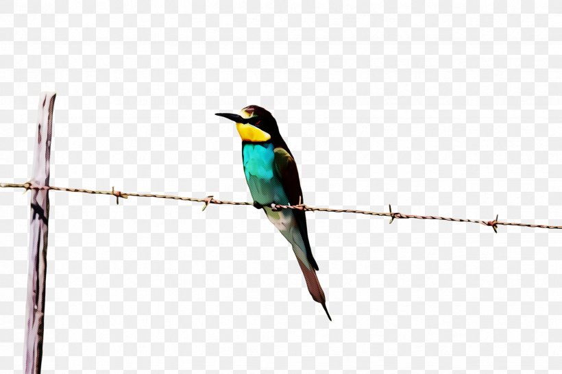 Hummingbird, PNG, 2448x1632px, Bird, Beak, Bee Eater, Branch, Coraciiformes Download Free