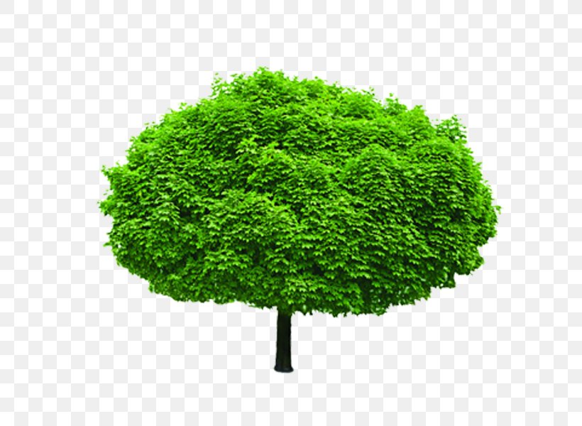 Tree Shrub Stock Photography Evergreen Branch, PNG, 600x600px, Tree, Barringtonia, Barringtonia Asiatica, Branch, Evergreen Download Free