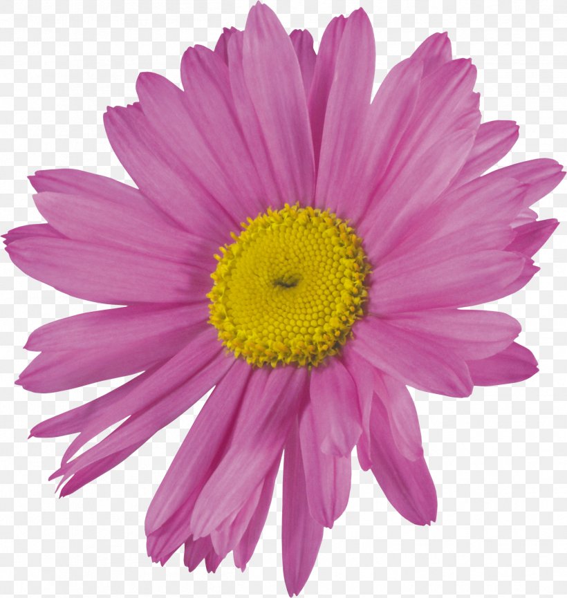 Cut Flowers Chrysanthemum, PNG, 2424x2559px, Flower, Annual Plant, Aster, Chrysanthemum, Chrysanths Download Free