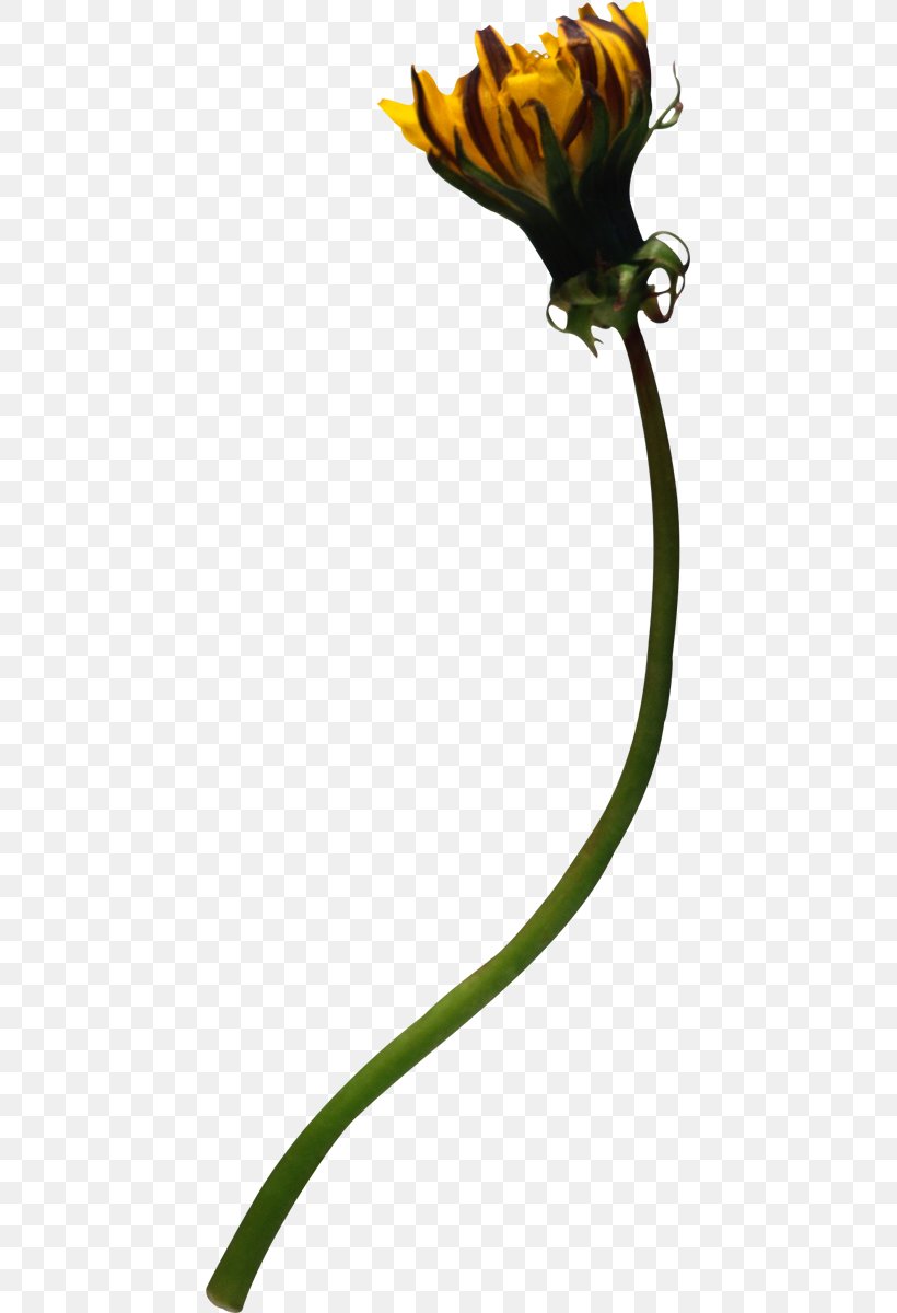 Dandelion Yellow Plant Petal Leaf, PNG, 443x1200px, Dandelion, Flora, Flower, Flowering Plant, Leaf Download Free
