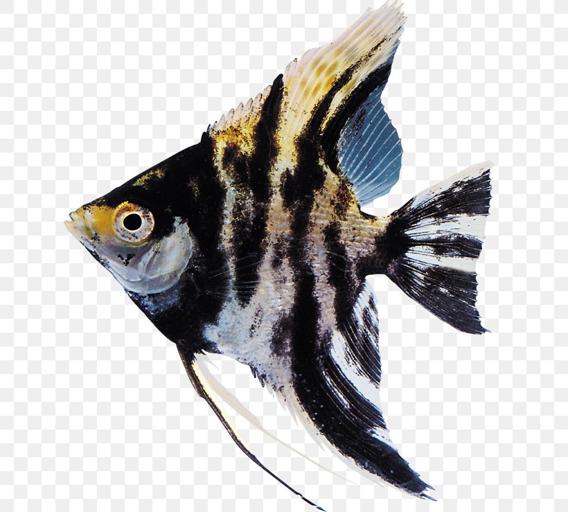 Ornamental Fish Aquarium Clip Art, PNG, 635x739px, Fish, Animal Source Foods, Aquarium, Deep Sea Creature, Fauna Download Free