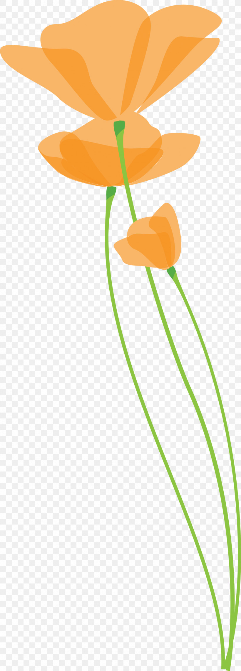 Poppy Flower, PNG, 1080x3000px, Poppy Flower, Flower, Leaf, Orange, Plant Download Free