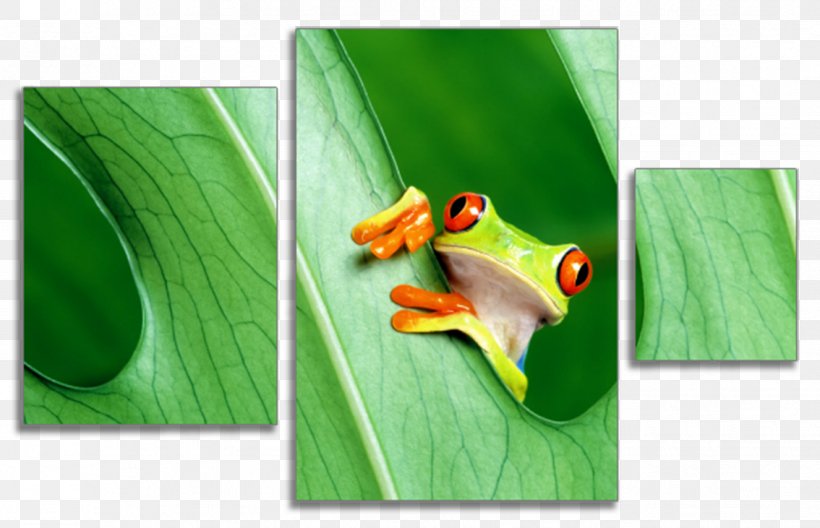 Tree Frog Samsung Galaxy A8 Samsung Galaxy S6 Desktop Wallpaper, PNG, 1134x731px, Tree Frog, Amphibian, Banana Leaf, Frog, Grass Download Free