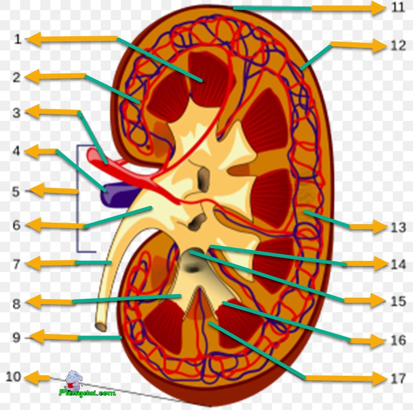 Arcuate Arteries Of The Kidney Renal Hilum Excretory System Renal Function, PNG, 800x814px, Watercolor, Cartoon, Flower, Frame, Heart Download Free
