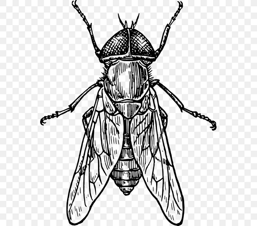 Beetle Drawing Line Art Clip Art, PNG, 563x720px, Bee, Art, Arthropod, Artwork, Beetle Download Free