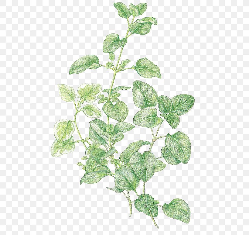Marjoram Oregano Favourite Herbs Thyme, PNG, 500x773px, Marjoram, Basil, Branch, Favourite Herbs, Herb Download Free