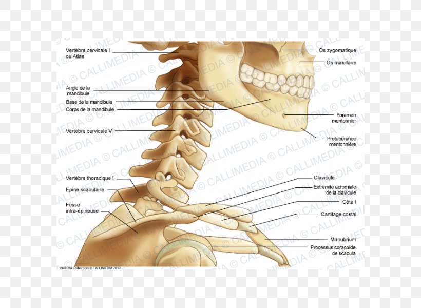 Neck Thumb Bone Human Anatomy, PNG, 600x600px, Watercolor, Cartoon, Flower, Frame, Heart Download Free