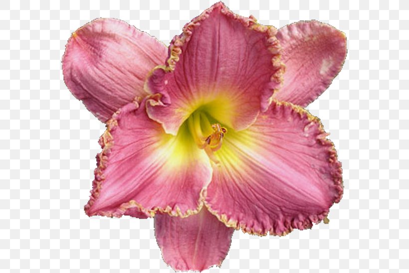 Petal Cut Flowers Pink M, PNG, 577x548px, Petal, Cut Flowers, Daylily, Flower, Herbaceous Plant Download Free