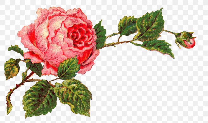 Rose Vintage Clothing Clip Art, PNG, 1252x745px, Rose, Antique, Carnation, Collage, Cut Flowers Download Free