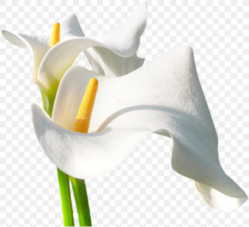 Arum-lily Flower Centreestimatmolt Painting, PNG, 1200x1096px, Arumlily, Alismatales, Arum, Arum Family, Calas Download Free