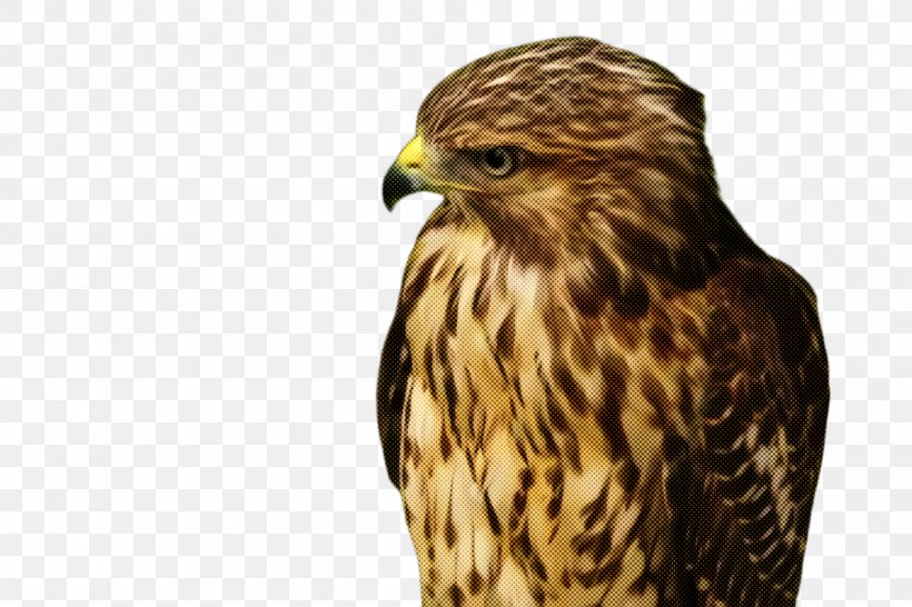 Bird Bird Of Prey Hawk Falcon Beak, PNG, 2000x1332px, Bird, Accipitridae, Beak, Bird Of Prey, Falcon Download Free