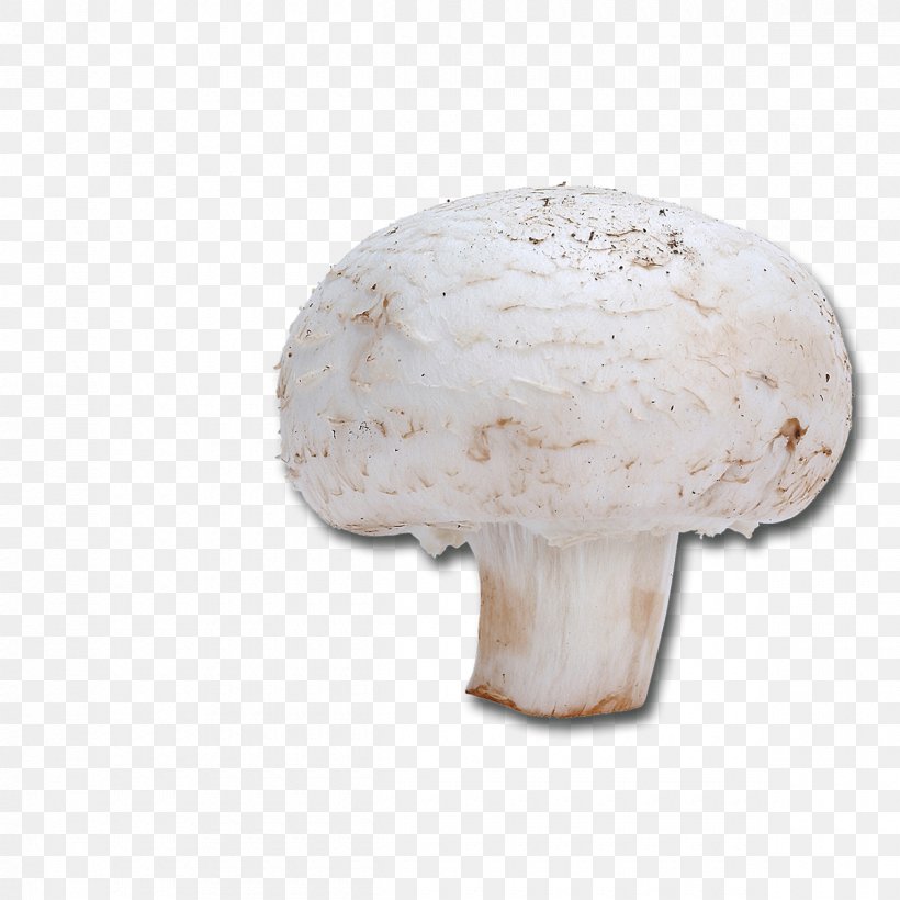 Common Mushroom Dietary Fiber Recipe Riboflavin, PNG, 1200x1200px, Common Mushroom, Agaricaceae, Agaricomycetes, Agaricus, Calorie Download Free