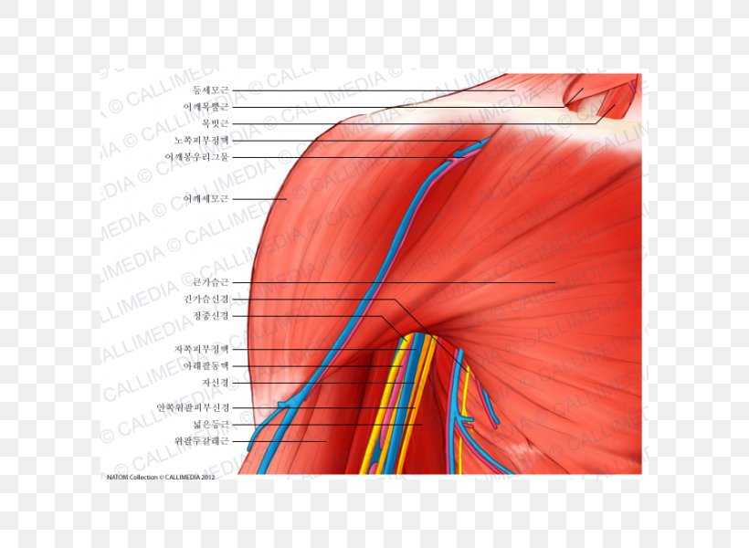 Deltoid Muscle Shoulder Coracobrachialis Muscle Nerve Anatomy, PNG, 600x600px, Watercolor, Cartoon, Flower, Frame, Heart Download Free