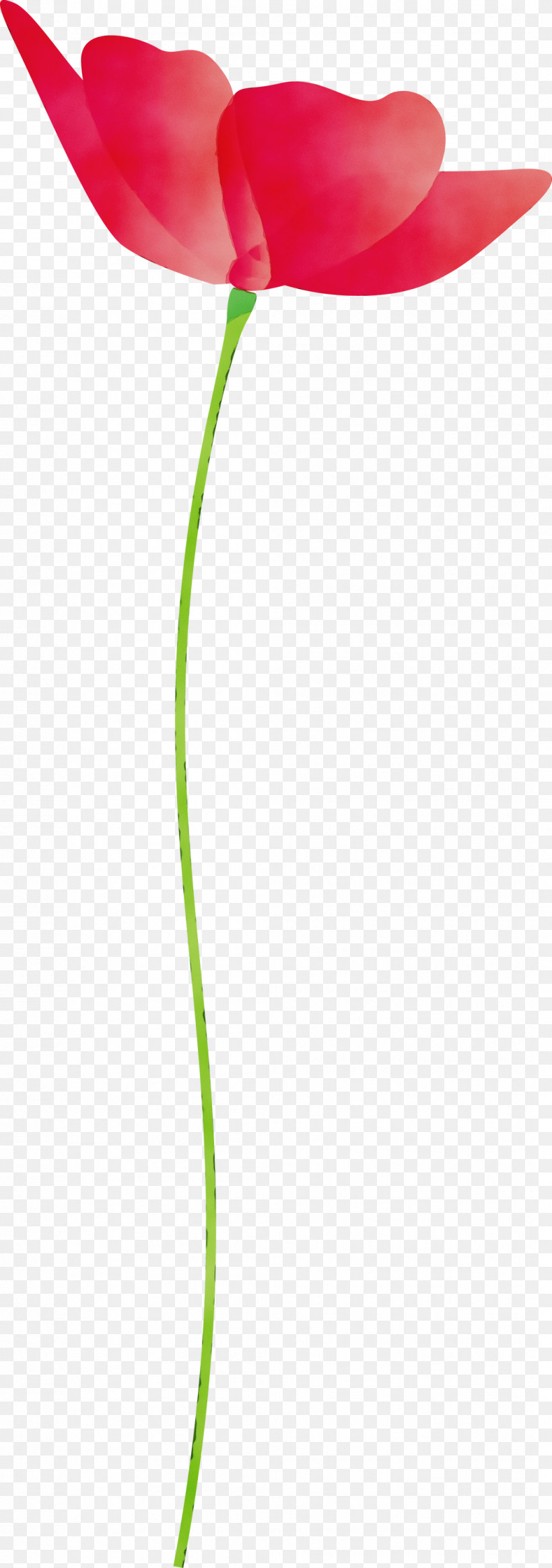 Green Leaf Grass Family Plant Grass, PNG, 1057x3000px, Poppy Flower, Flower, Grass, Grass Family, Green Download Free