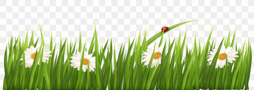 Flower Grasses Clip Art, PNG, 6917x2467px, Flower, Commodity, Copyright, Free Content, Grass Download Free