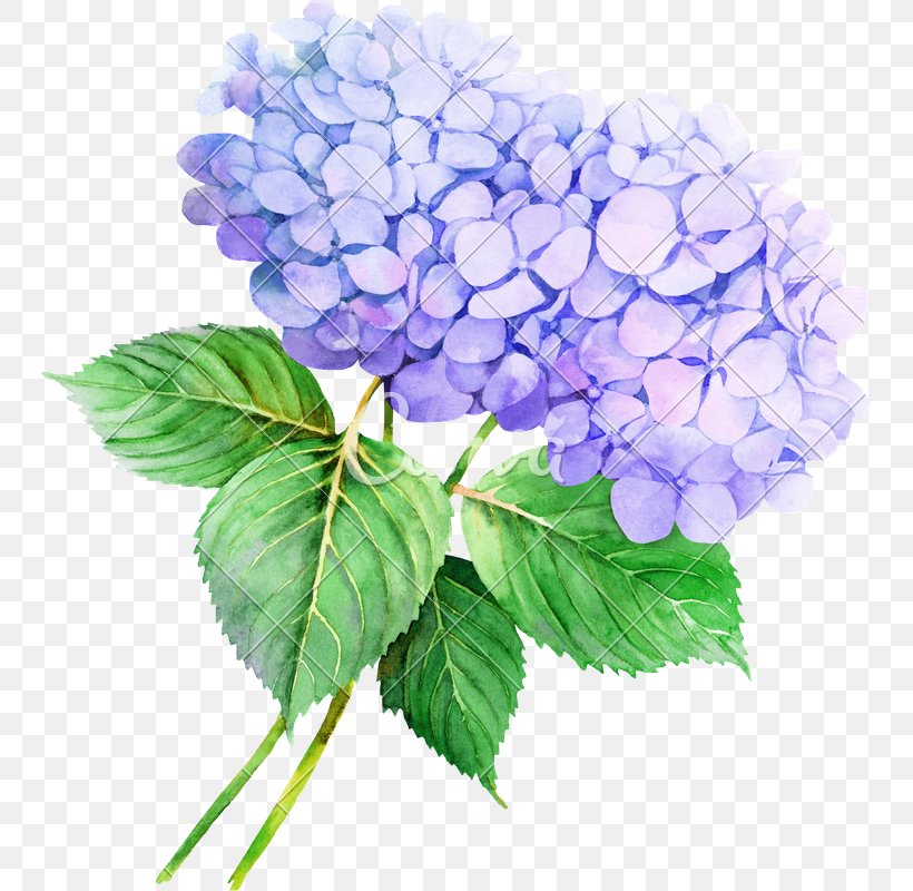 French Hydrangea Watercolor Painting Flower Clip Art Illustration, Png, 745X800Px, French Hydrangea, Botany, Cornales, Cut Flowers,