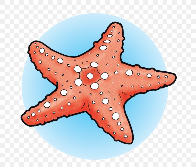 Marine Invertebrates Starfish Echinoderm Marine Biology, PNG, 700x700px, Marine Invertebrates, Animal, Biology, Echinoderm, Fish Download Free