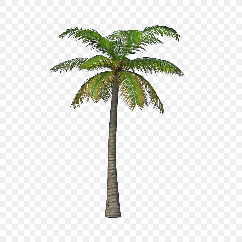 Palm Tree, PNG, 2048x2048px, Tree, Arecales, Coconut, Elaeis, Green Download Free