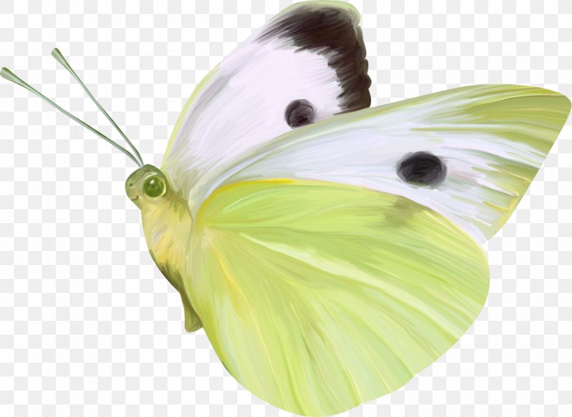 Butterfly Nymphalidae Gratis, PNG, 1298x947px, Butterfly, Brush Footed Butterfly, Color, Gratis, Insect Download Free