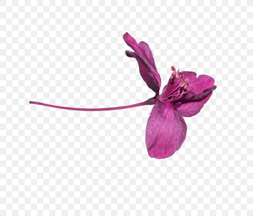Petal Purple, PNG, 700x700px, Petal, Flower, Flowering Plant, Magenta, Purple Download Free