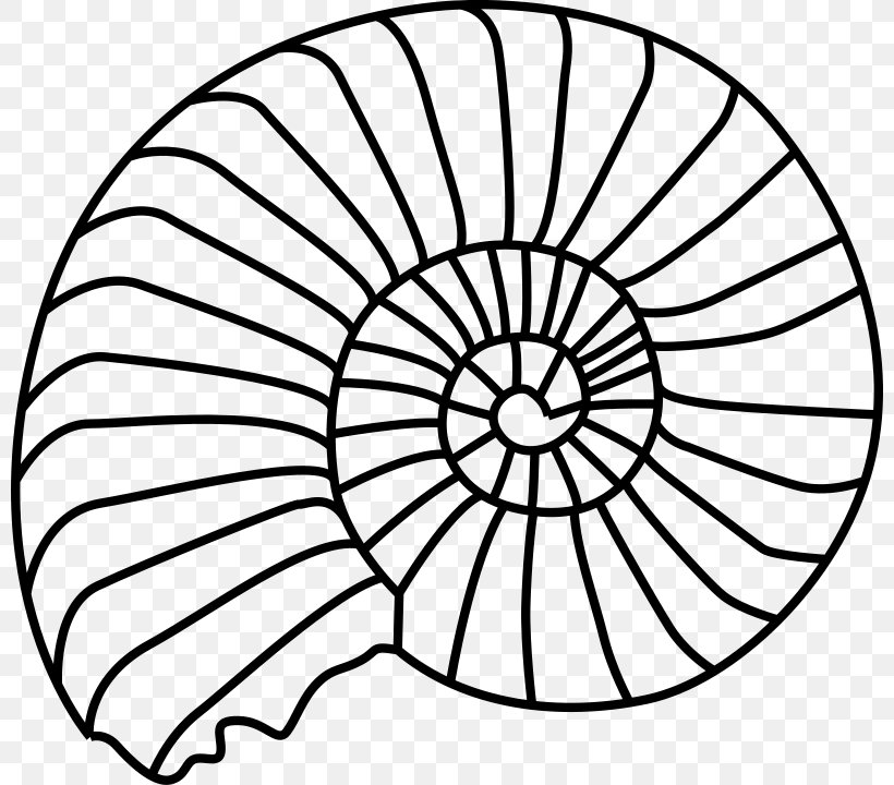Ammonites Fossil Seashell Clip Art, PNG, 800x720px, Ammonites, Area, Black And White, Coloring Book, Dinosaur Download Free