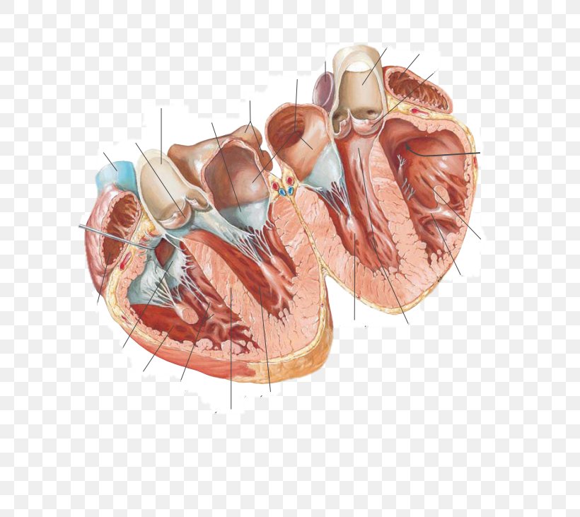 Atlas Der Anatomie Des Menschen Cardiac Anatomy Chart Anatomy Of The Heart Chart Anatomy Heart Anatomical, PNG, 743x731px, Watercolor, Cartoon, Flower, Frame, Heart Download Free