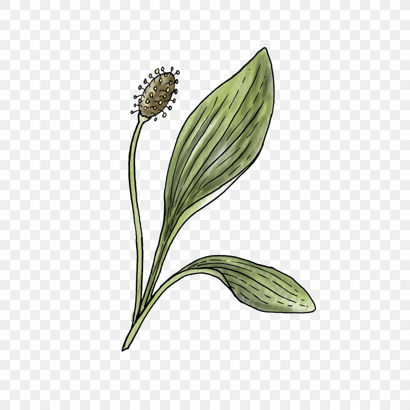 Flower Flowering Plant Ribwort Plant Leaf, PNG, 2000x2000px, Flower, Flowering Plant, Leaf, Plant, Plant Stem Download Free