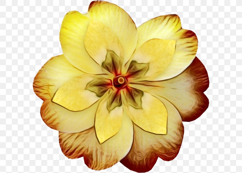 Petal Yellow Flower Plant Flowering Plant, PNG, 600x584px, Watercolor, Flower, Flowering Plant, Frangipani, Paint Download Free