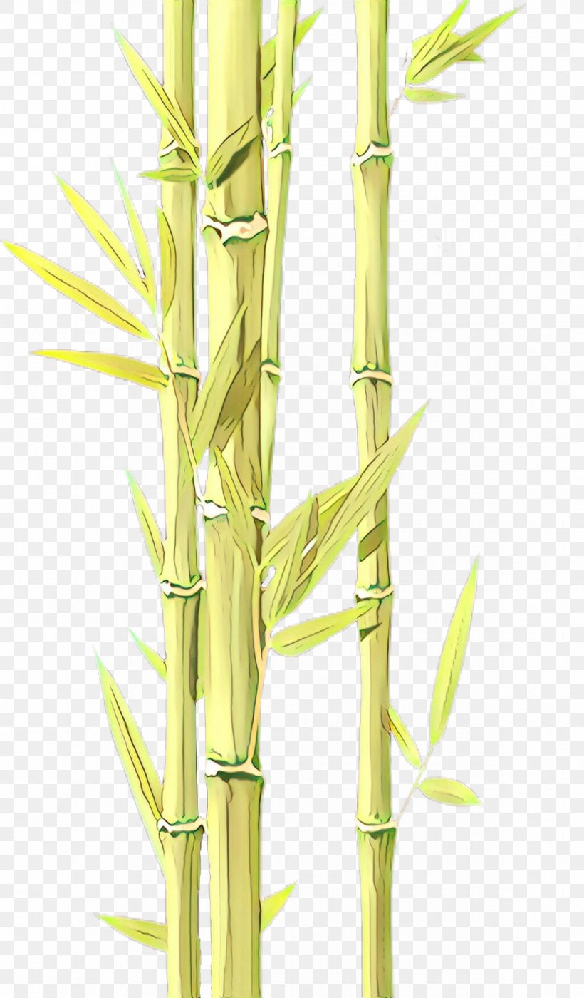 Bamboo Plant Stem Plant Elymus Repens Grass Family, PNG, 1185x2024px, Cartoon, Bamboo, Bamboo Shoot, Cane, Elymus Repens Download Free