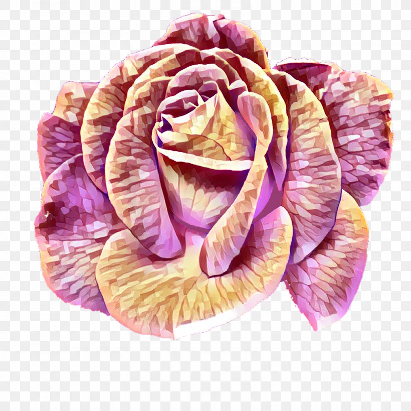 Cabbage Rose Garden Roses Petal Cut Flowers, PNG, 1600x1600px, Cabbage Rose, Cut Flowers, Flower, Garden, Garden Roses Download Free