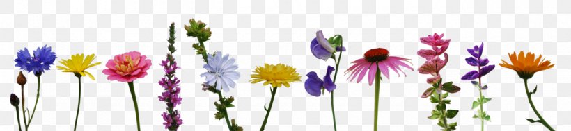 Calendula Officinalis Flower Bouquet Zinnia Wildflower, PNG, 1280x296px, Calendula Officinalis, Cornflower, Cut Flowers, Flora, Floral Design Download Free