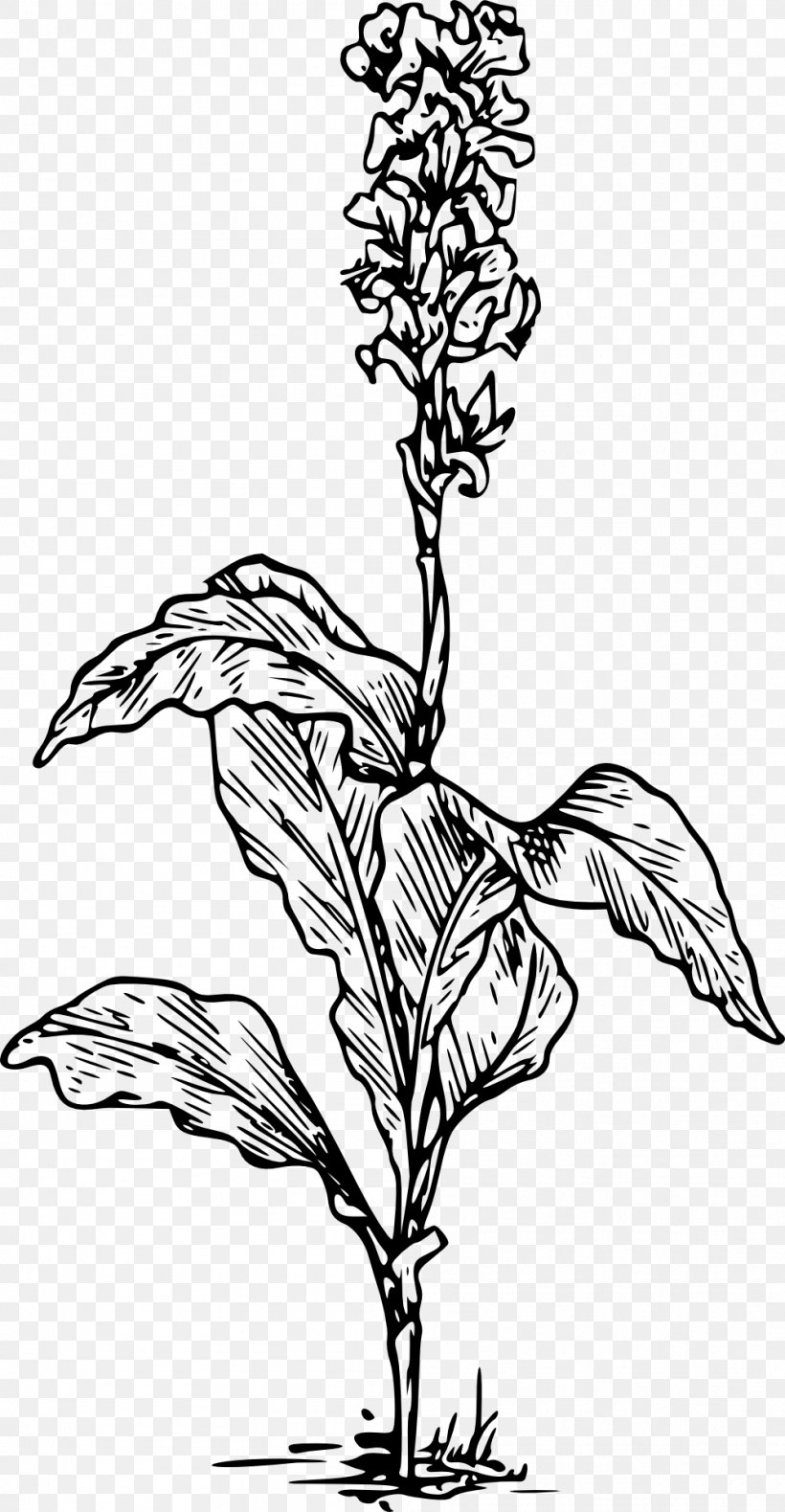 Canna Indica Drawing Arum-lily Lilium, PNG, 997x1920px, Canna Indica, Art, Artwork, Arumlily, Black And White Download Free