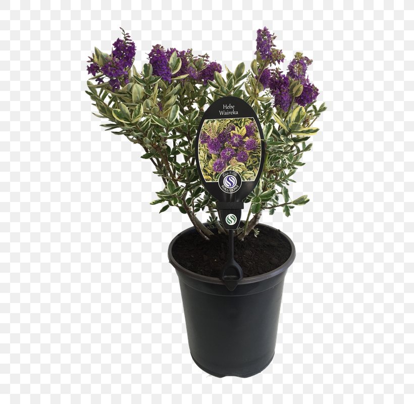 Hebe Elliptica Hebe Speciosa Flowerpot Shrub Garden, PNG, 800x800px, Flowerpot, Artificial Flower, Bunnings Warehouse, Cut Flowers, Flower Download Free