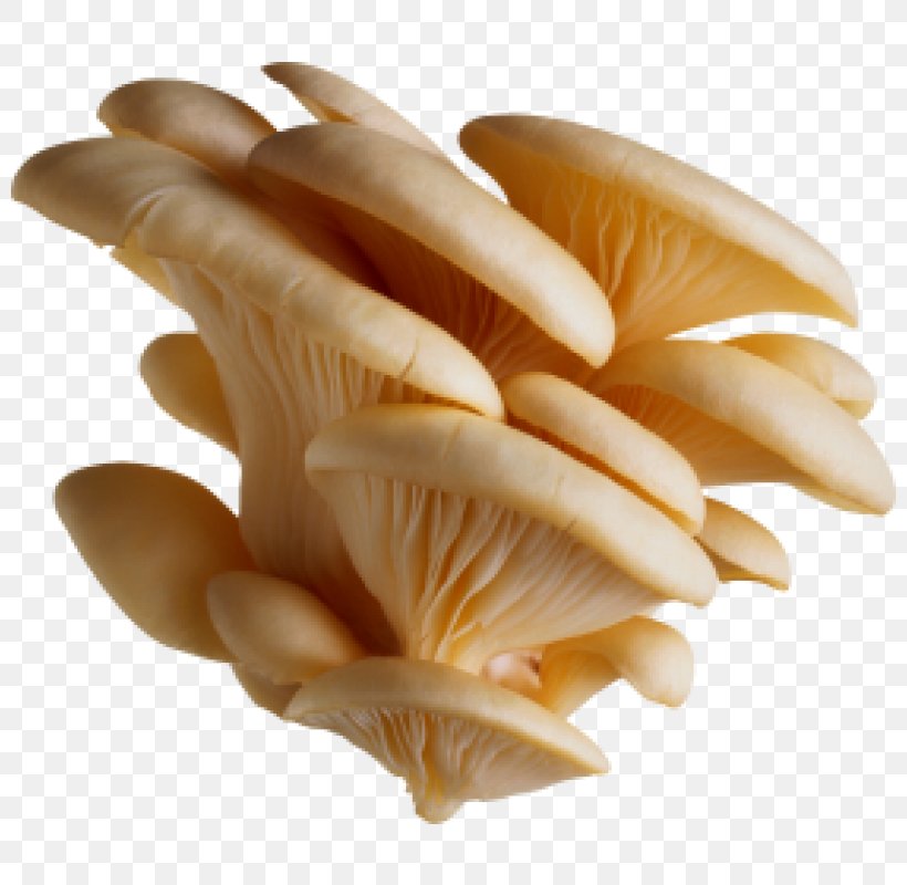 Mushroom Cartoon, PNG, 800x800px, Mushroom, Common Mushroom, Edible Mushroom, Food, Fried Mushrooms Download Free