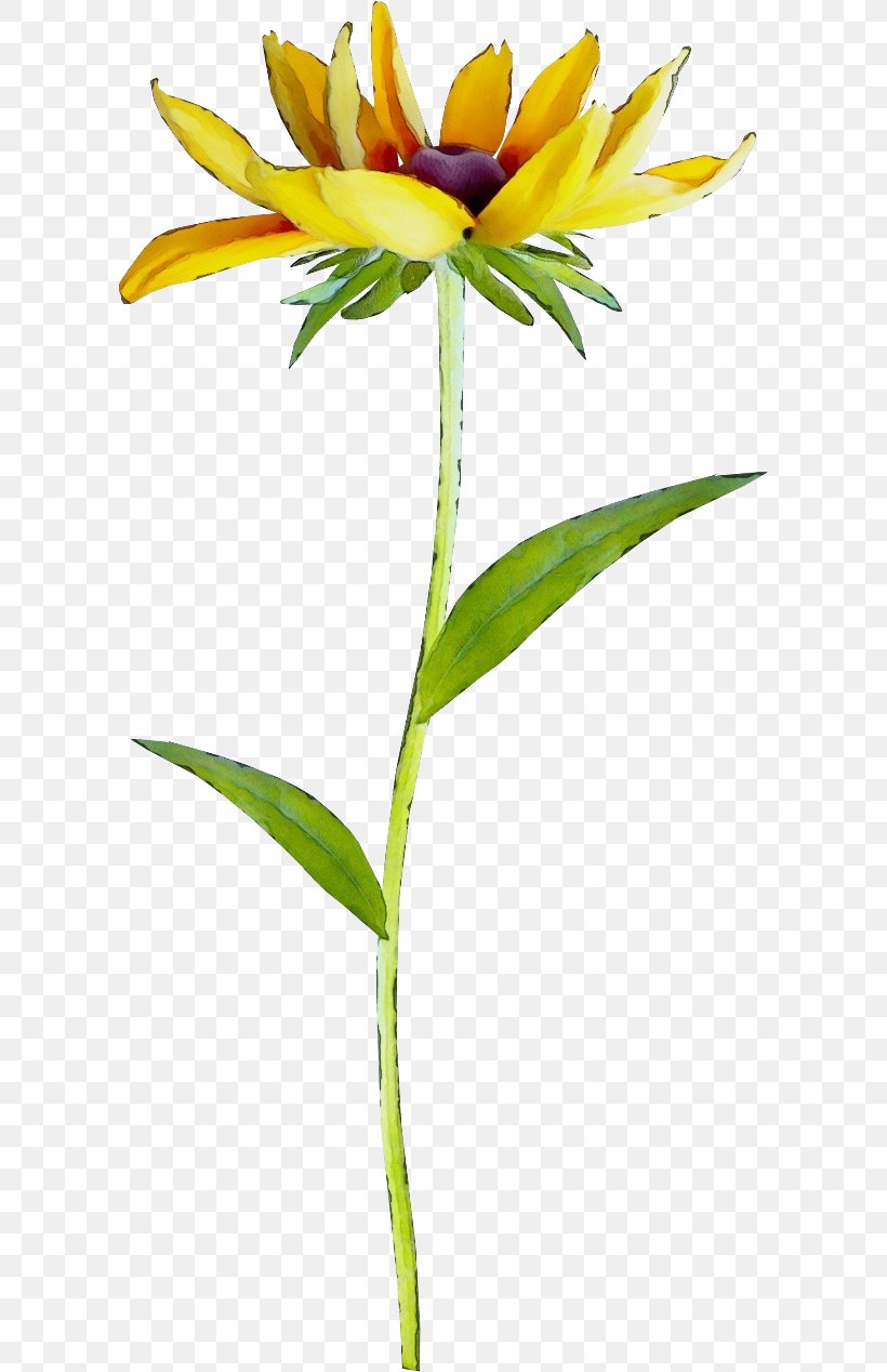 Petal Floristry Cut Flowers Plant Stem Herbaceous Plant, PNG, 600x1268px, Petal, Botany, Cut Flowers, Floristry, Flower Download Free
