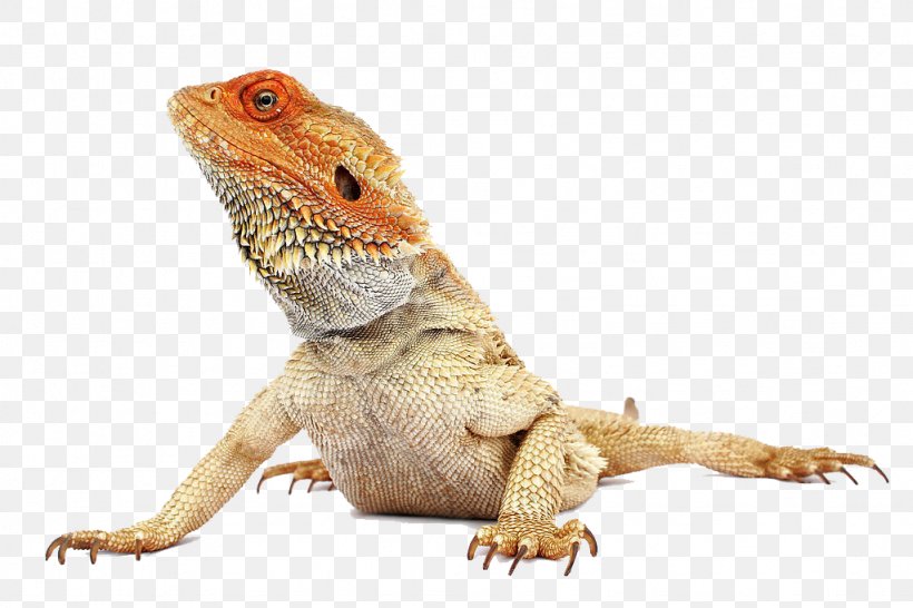 Bearded Dragon Lizard Pet