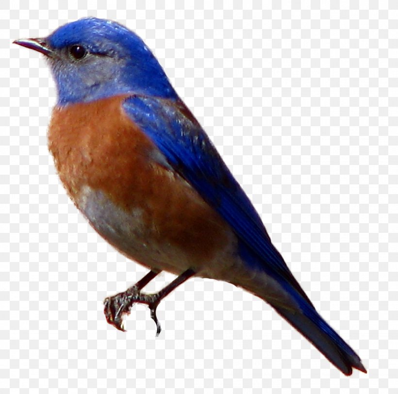 Western Bluebird George Sanderson Eastern Bluebird Sparrow, PNG, 1524x1510px, Bird, Art, Beak, Bluebird, Drawing Download Free