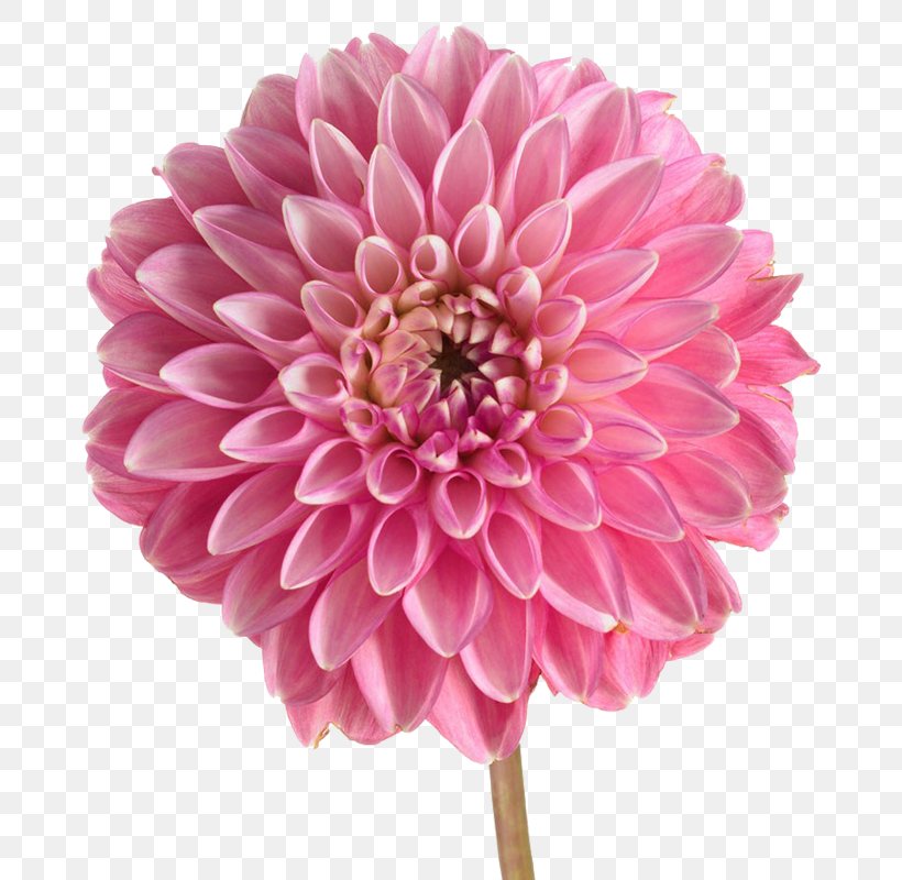 Dahlia Stock Photography Pink Flowers, PNG, 800x800px, Dahlia, Artificial Flower, Chrysanths, Cut Flowers, Daisy Family Download Free