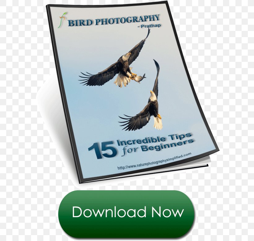 Fauna Advertising Brand Text Messaging, PNG, 600x779px, Fauna, Advertising, Beak, Bird, Bird Of Prey Download Free